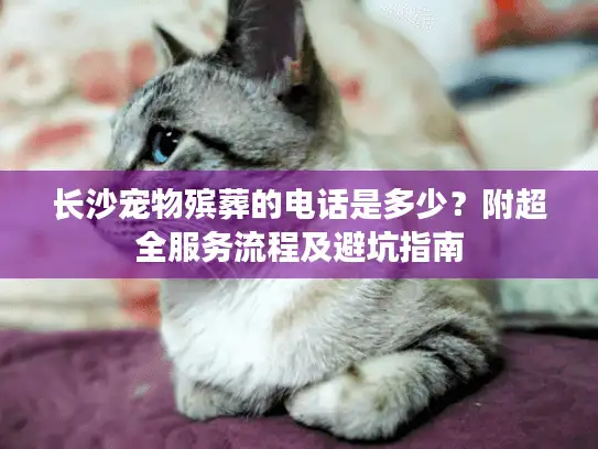 长沙宠物殡葬的电话是多少？附超全服务流程及避坑指南