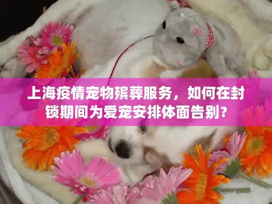 上海疫情宠物殡葬服务，如何在封锁期间为爱宠安排体面告别？