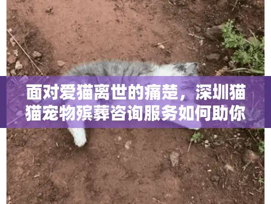 面对爱猫离世的痛楚，深圳猫猫宠物殡葬咨询服务如何助你安心告别？