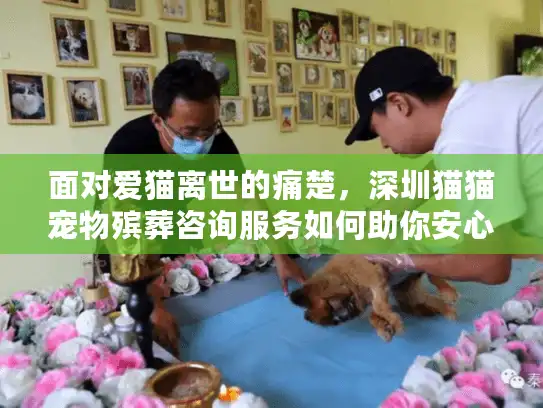 面对爱猫离世的痛楚，深圳猫猫宠物殡葬咨询服务如何助你安心告别？