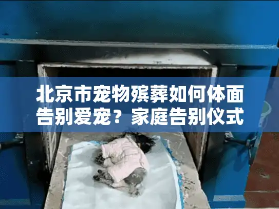 北京市宠物殡葬如何体面告别爱宠？家庭告别仪式全流程指南