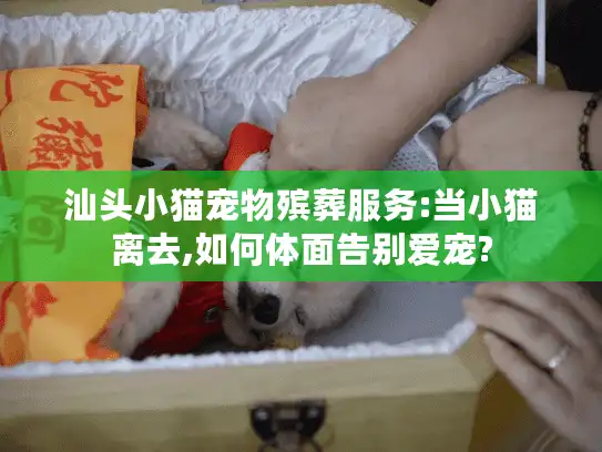 汕头小猫宠物殡葬服务:当小猫离去,如何体面告别爱宠?