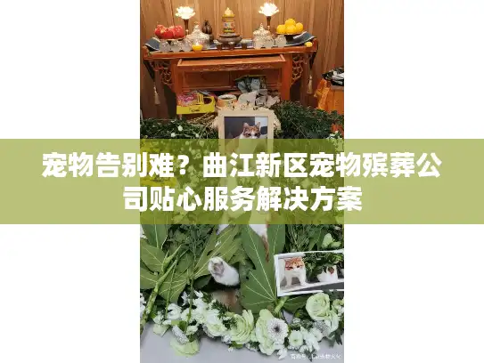 宠物告别难？曲江新区宠物殡葬公司贴心服务解决方案