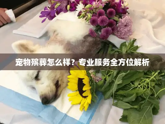 宠物殡葬怎么样？专业服务全方位解析