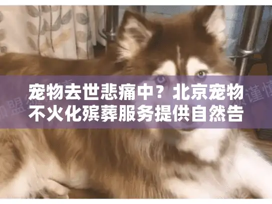 宠物去世悲痛中？北京宠物不火化殡葬服务提供自然告别方案