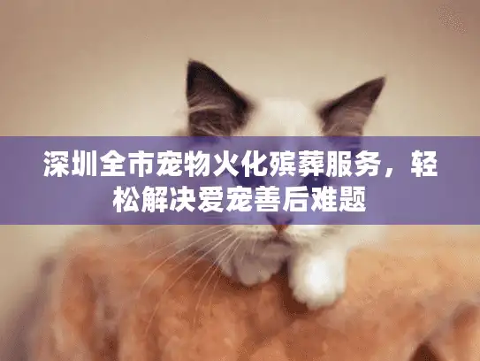 深圳全市宠物火化殡葬服务，轻松解决爱宠善后难题