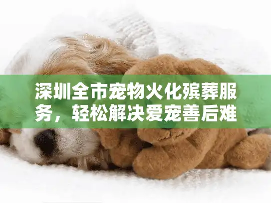 深圳全市宠物火化殡葬服务，轻松解决爱宠善后难题