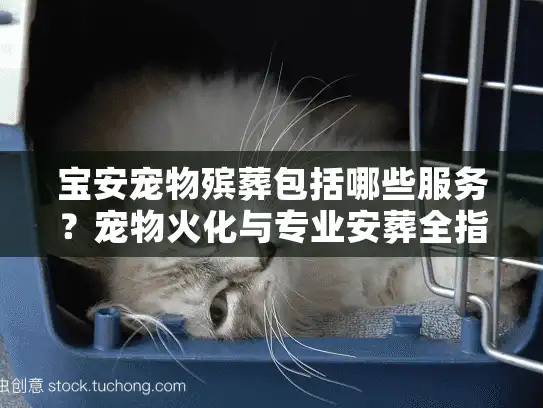 宝安宠物殡葬包括哪些服务？宠物火化与专业安葬全指南