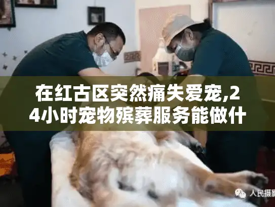在红古区突然痛失爱宠,24小时宠物殡葬服务能做什么?