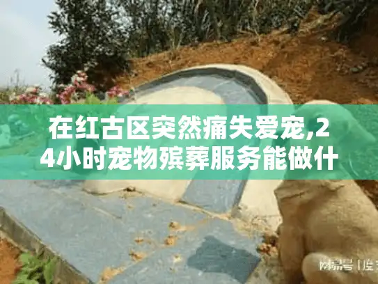 在红古区突然痛失爱宠,24小时宠物殡葬服务能做什么?