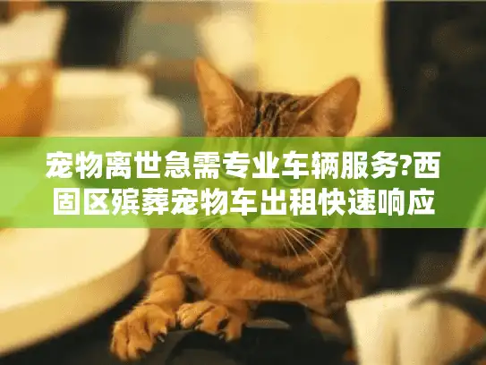 宠物离世急需专业车辆服务?西固区殡葬宠物车出租快速响应