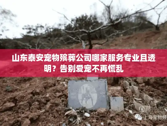 山东泰安宠物殡葬公司哪家服务专业且透明？告别爱宠不再慌乱