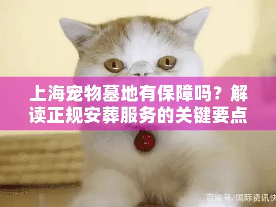 上海宠物墓地有保障吗？解读正规安葬服务的关键要点