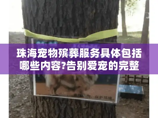 珠海宠物殡葬服务具体包括哪些内容?告别爱宠的完整指南与选择建议