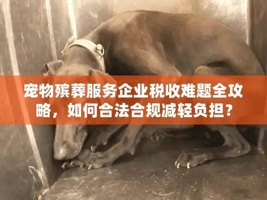 宠物殡葬服务企业税收难题全攻略，如何合法合规减轻负担？