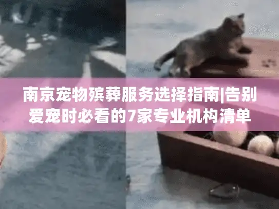 南京宠物殡葬服务选择指南|告别爱宠时必看的7家专业机构清单