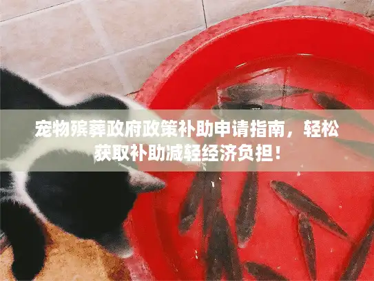 宠物殡葬政府政策补助申请指南，轻松获取补助减轻经济负担！