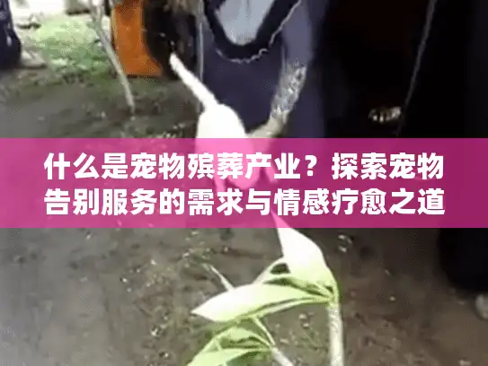 什么是宠物殡葬产业？探索宠物告别服务的需求与情感疗愈之道