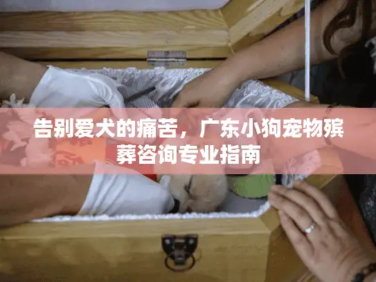 告别爱犬的痛苦，广东小狗宠物殡葬咨询专业指南
