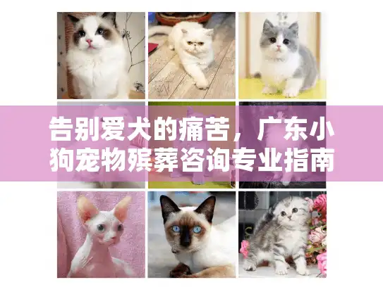 告别爱犬的痛苦，广东小狗宠物殡葬咨询专业指南