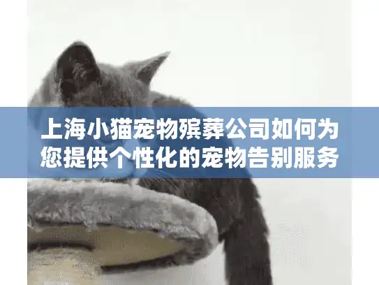 上海小猫宠物殡葬公司如何为您提供个性化的宠物告别服务？