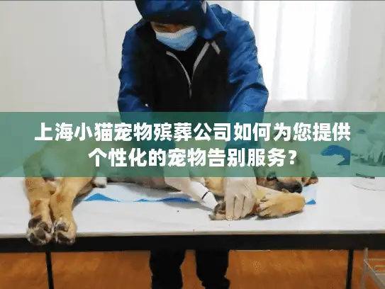上海小猫宠物殡葬公司如何为您提供个性化的宠物告别服务？