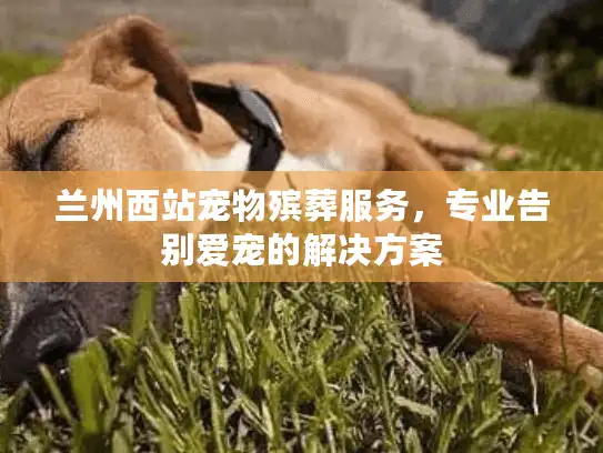 兰州西站宠物殡葬服务，专业告别爱宠的解决方案