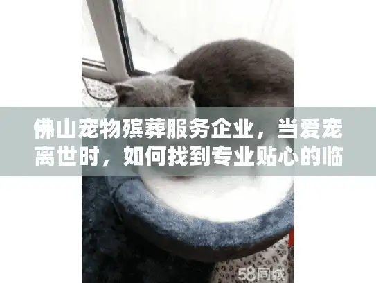 佛山宠物殡葬服务企业，当爱宠离世时，如何找到专业贴心的临终关怀？