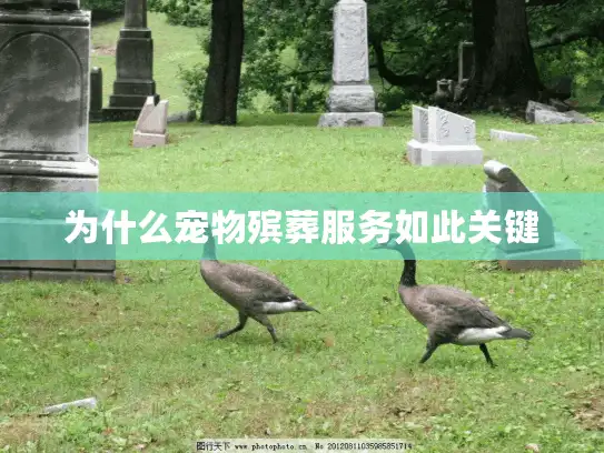 为什么宠物殡葬服务如此关键