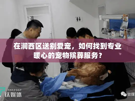 在涧西区送别爱宠，如何找到专业暖心的宠物殡葬服务？