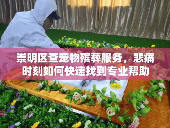 崇明区查宠物殡葬服务，悲痛时刻如何快速找到专业帮助