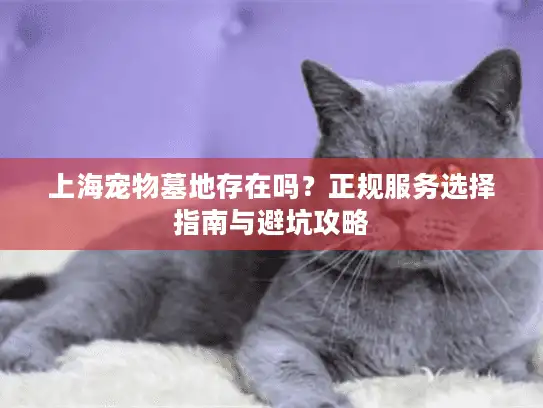 上海宠物墓地存在吗？正规服务选择指南与避坑攻略