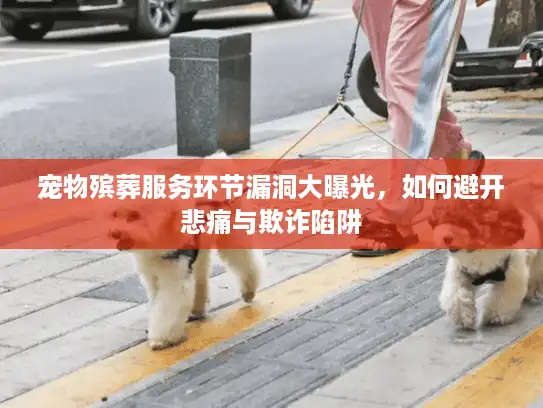 宠物殡葬服务环节漏洞大曝光，如何避开悲痛与欺诈陷阱