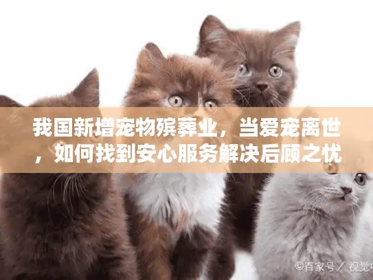 我国新增宠物殡葬业，当爱宠离世，如何找到安心服务解决后顾之忧？
