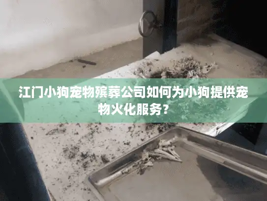 江门小狗宠物殡葬公司如何为小狗提供宠物火化服务？