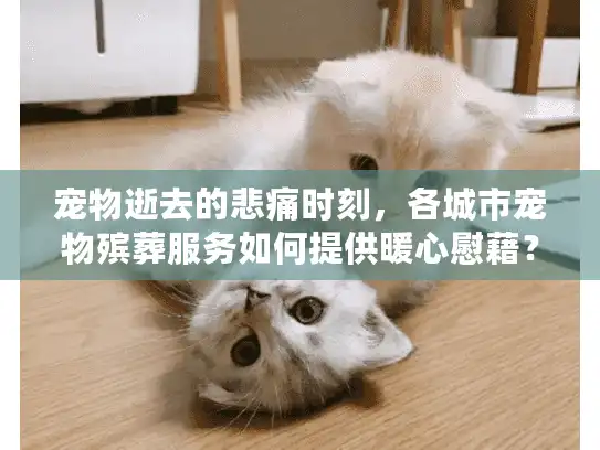 宠物逝去的悲痛时刻，各城市宠物殡葬服务如何提供暖心慰藉？