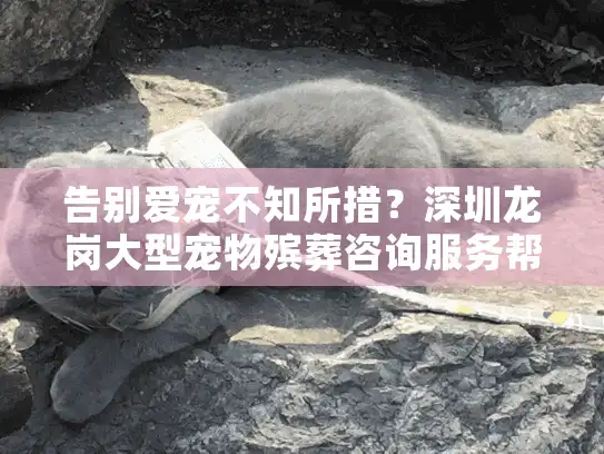 告别爱宠不知所措？深圳龙岗大型宠物殡葬咨询服务帮您走出悲伤