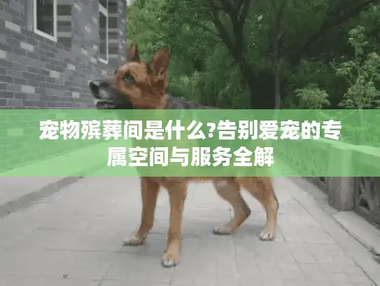 宠物殡葬间是什么?告别爱宠的专属空间与服务全解