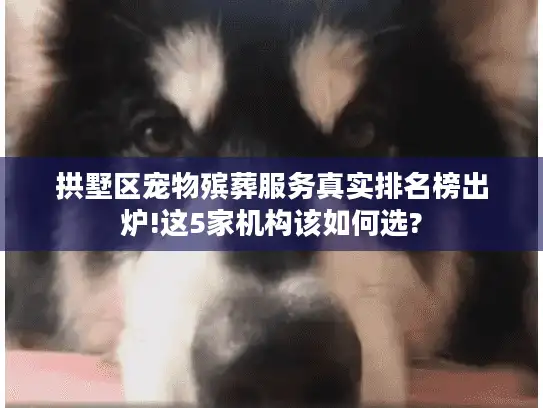 拱墅区宠物殡葬服务真实排名榜出炉!这5家机构该如何选?