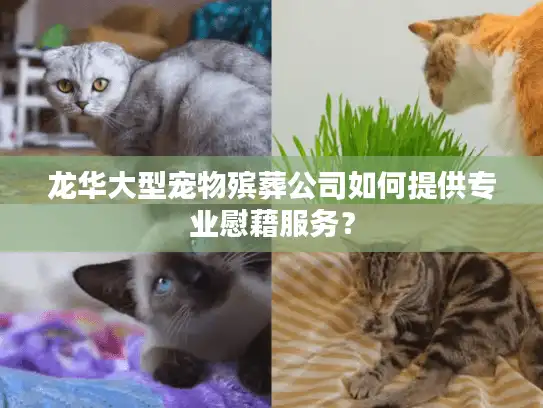 龙华大型宠物殡葬公司如何提供专业慰藉服务？