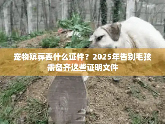 宠物殡葬要什么证件？2025年告别毛孩需备齐这些证明文件