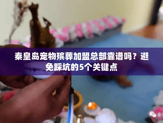 秦皇岛宠物殡葬加盟总部靠谱吗？避免踩坑的5个关键点