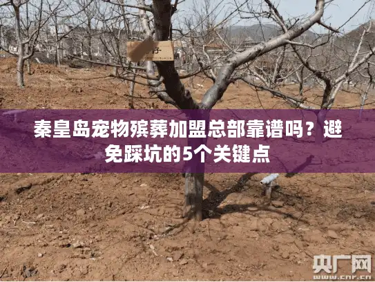 秦皇岛宠物殡葬加盟总部靠谱吗？避免踩坑的5个关键点
