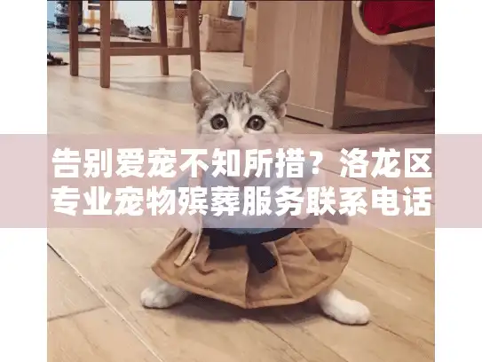 告别爱宠不知所措？洛龙区专业宠物殡葬服务联系电话及全套指南