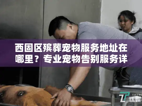 西固区殡葬宠物服务地址在哪里？专业宠物告别服务详解
