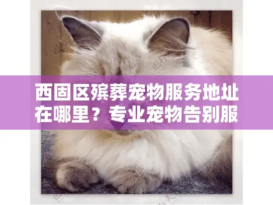 西固区殡葬宠物服务地址在哪里？专业宠物告别服务详解