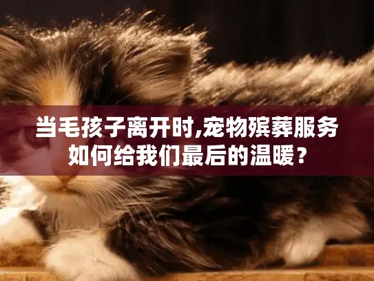 当毛孩子离开时,宠物殡葬服务如何给我们最后的温暖？