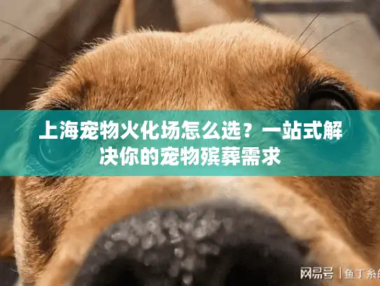 上海宠物火化场怎么选？一站式解决你的宠物殡葬需求