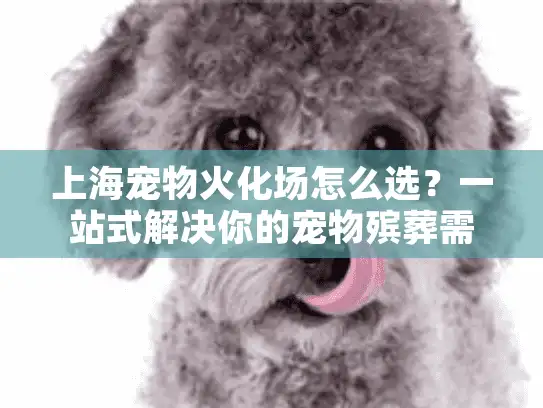 上海宠物火化场怎么选？一站式解决你的宠物殡葬需求