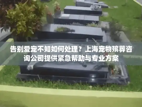 告别爱宠不知如何处理？上海宠物殡葬咨询公司提供紧急帮助与专业方案
